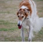 BORZOI.jpg