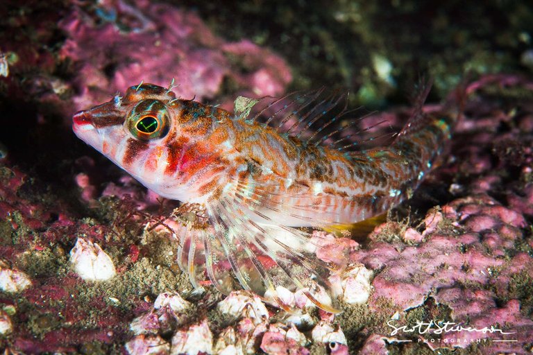 Longfin Sculpin-4.jpg