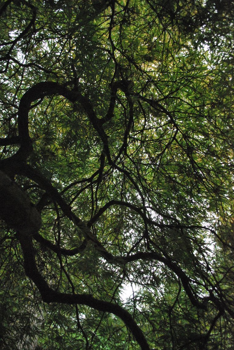 branches above.JPG