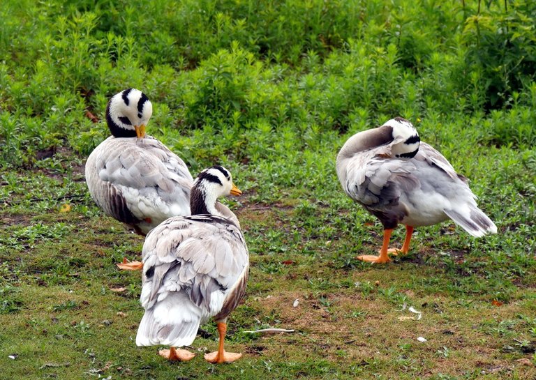 pretty_ducks_005.JPG