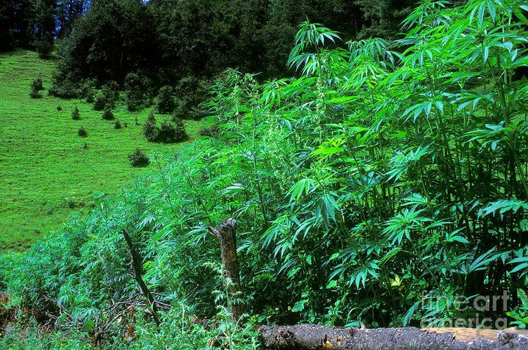 ganja--nepal-foothills-craig-lovell.jpg