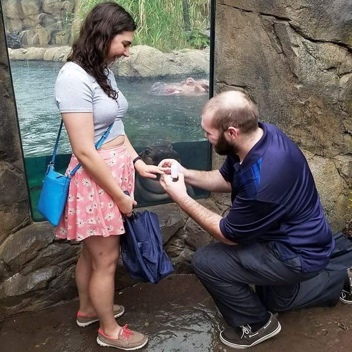 fiona-hippo-photobombed-engagement-hayley-roll-4-59f032261aa04__700.jpg