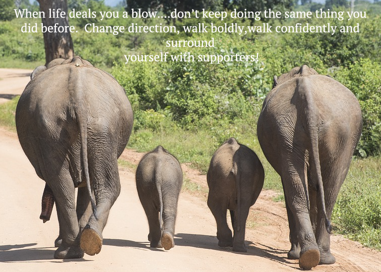 Elephants and Life.png