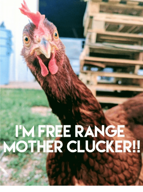 m-free-range-mother-clucker-25488966.png