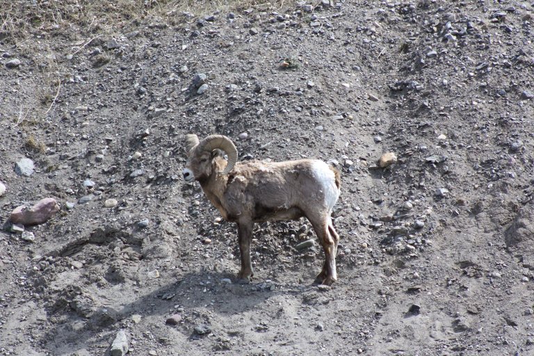 Big Horn Sheep.jpg