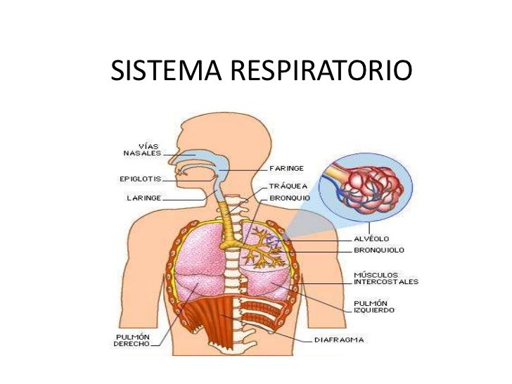 sistema-respiratorio-1-728.jpg