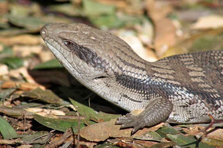 blue tongue skink.jpg