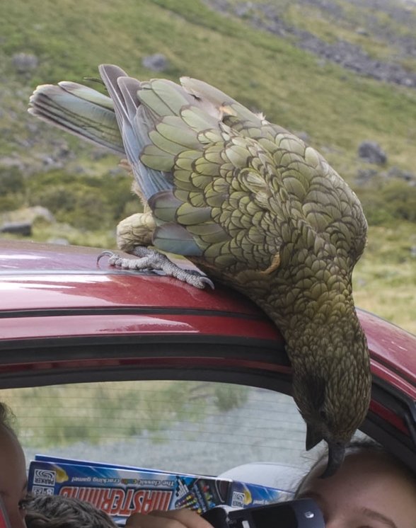 kea close up sized.jpg