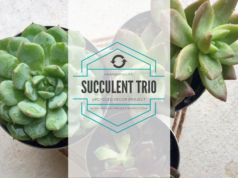 succulents gardening.jpg