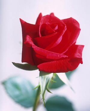 photo of a red rose in full bloom - click to see all state flowers.jpg