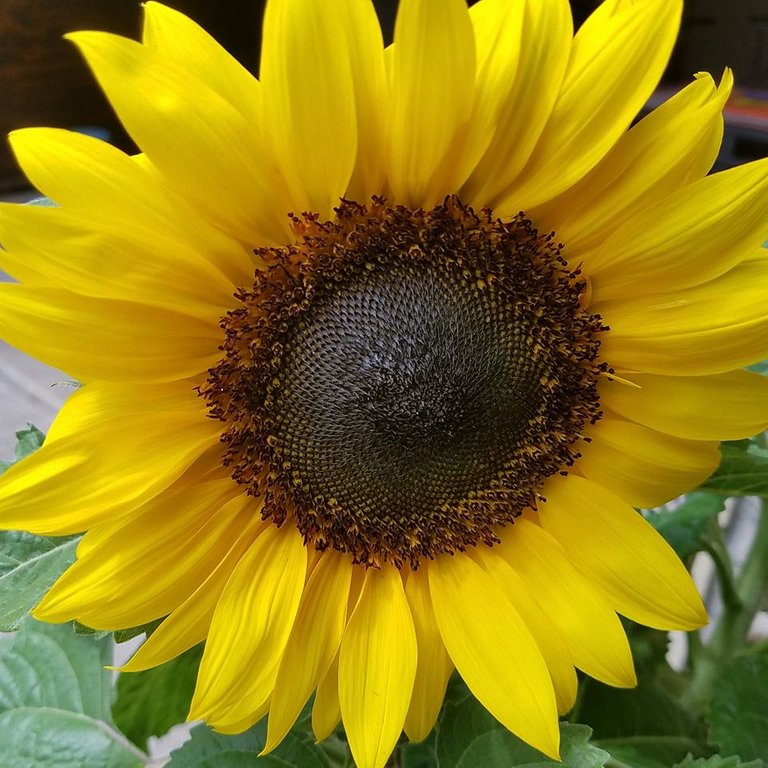 verano con girasoles.jpg