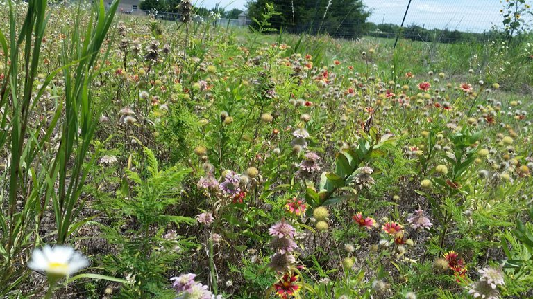 Horsemint Fields.jpg