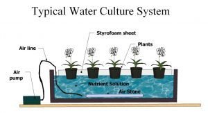 teknik-hidroponik-hydroponicsonline-com-300x163.jpg