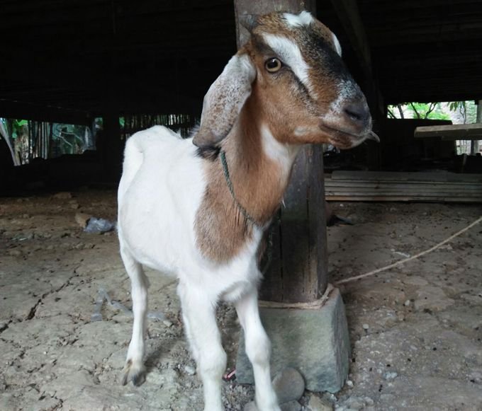 Kambing Zaman Now - Selfie.jpg