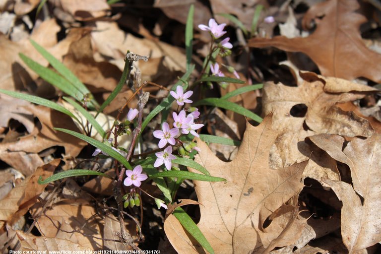 TinyLavenderFlowersInSpring-001-032418.jpg