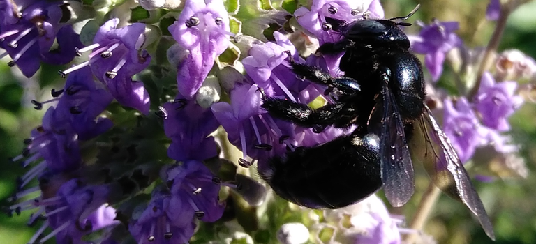 pollen face bee 3.png