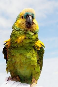 741d20e1413db4e329a88039fbce9bde--colourful-birds-colorful-animals.jpg