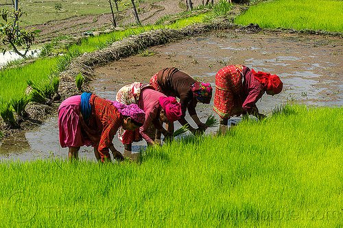 14431519280-transplanting-rice-nepal.jpg