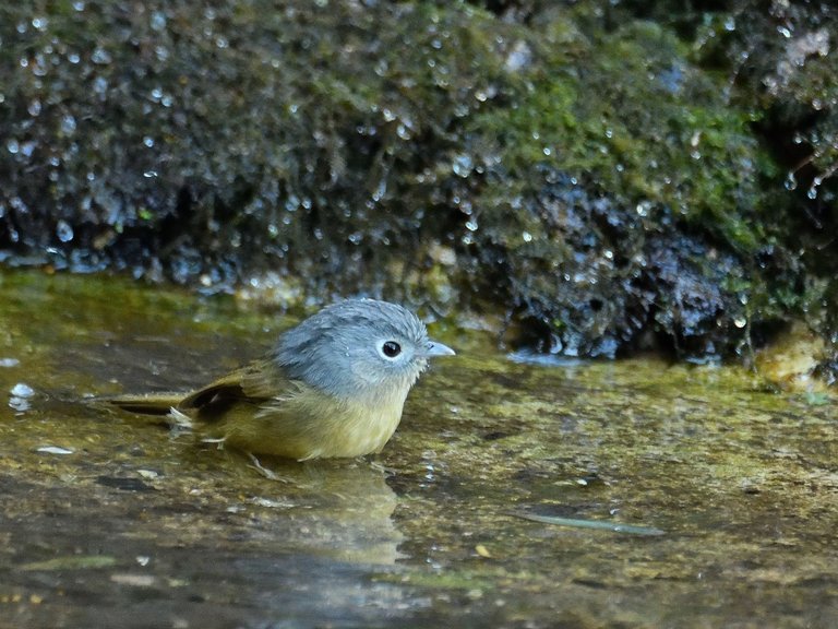 Grey-cheeked Fulvetta 灰眶雀鹛.jpg