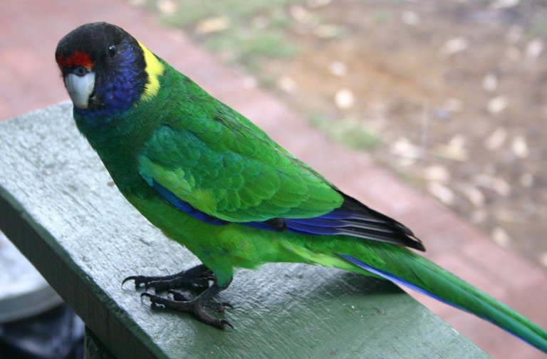 Port_Lincoln_parrot_at_Augusta.jpg