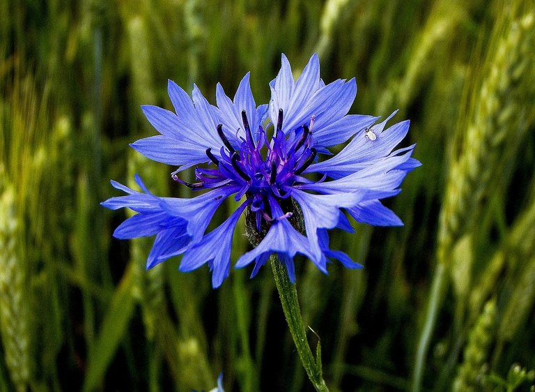 cornflower-989127_960_720.jpg