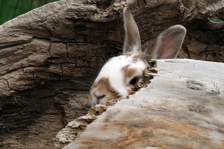 rabbit-2644820_960_720.jpg