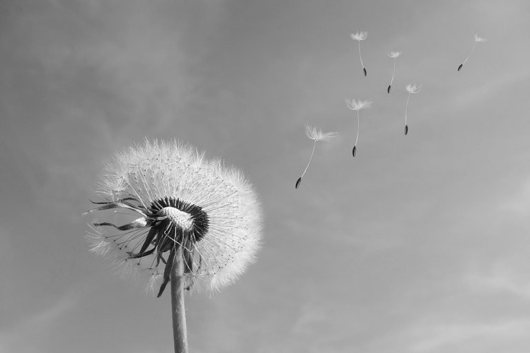 dandelion-333093_960_720.jpg