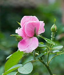 220px-Rosa_chinensis_04-08-2012_01.jpg