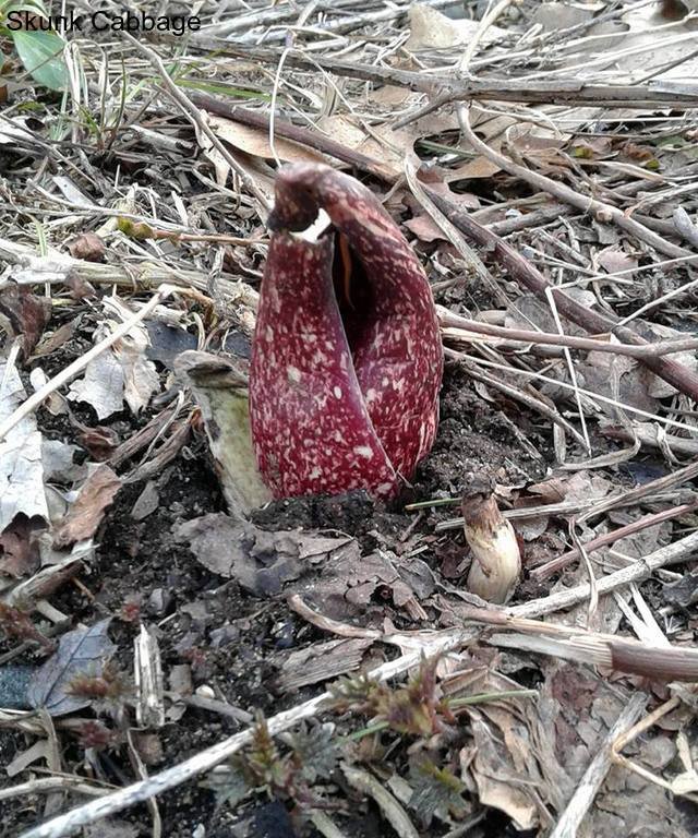 Skunk cabbage.jpg