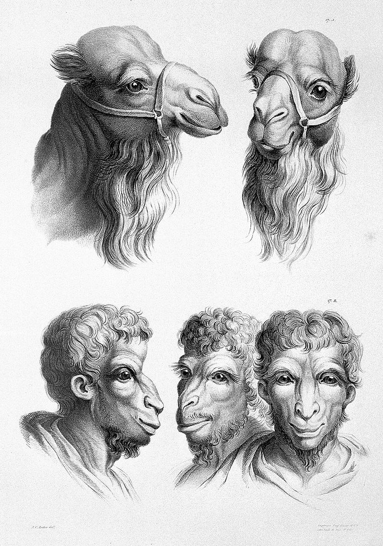 10-charles-le-brun-physiognomy-humans-evolved.jpg