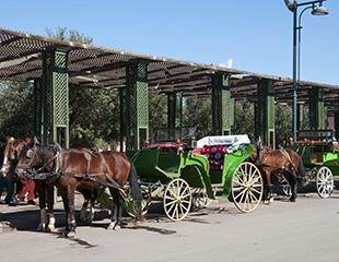 MARRAKECH-calèches_.jpg