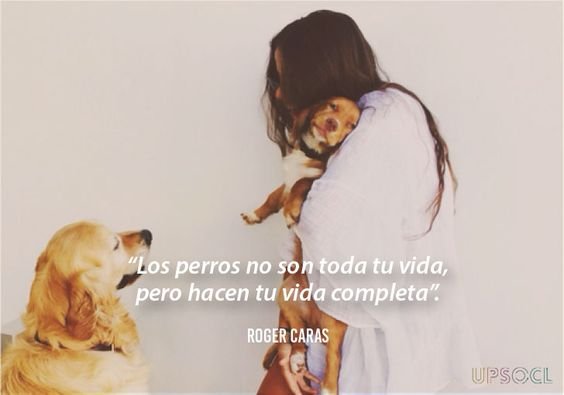 frases-de-amor-a-los-perros-los-perros.jpg