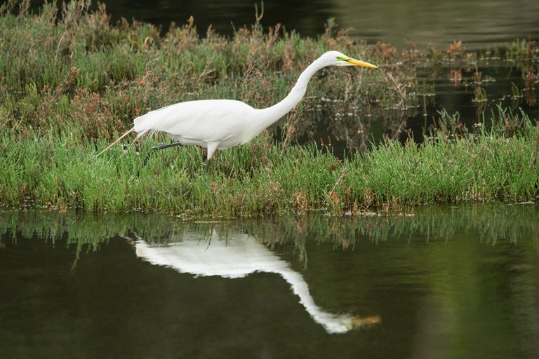 Great Egret at Corcoran Pond 2.jpg