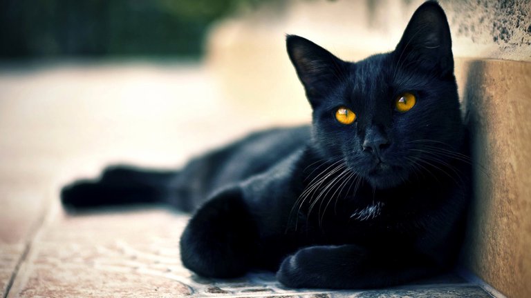 Black-cat...love-it-baby.jpg