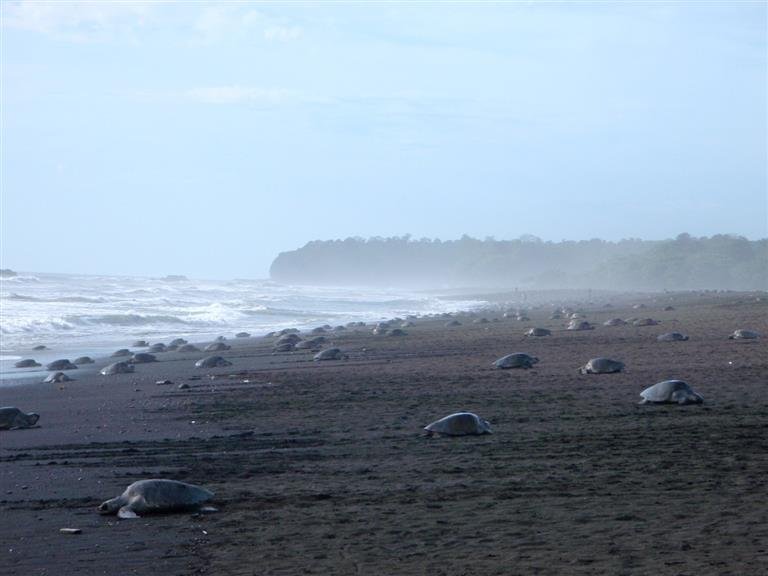 tortugascostarica1_3c3abcee_768x576.JPG