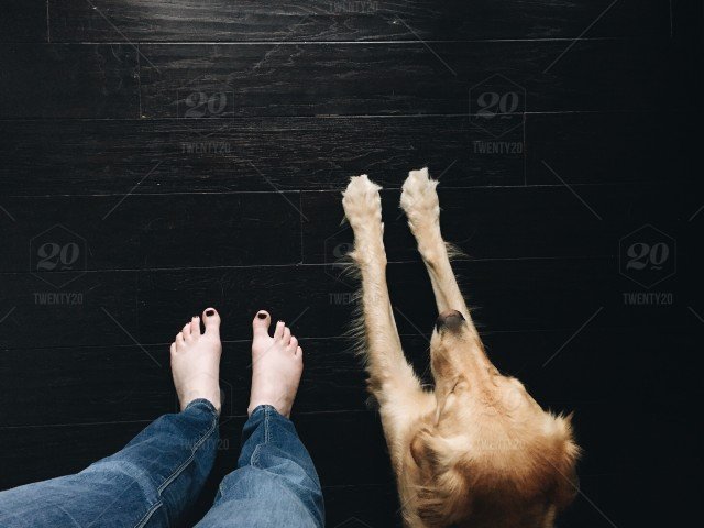 stock-photo-dog-pets-puppy-golden-retriever-pet-paws-dogs-fd007abe-5938-47e1-a560-565e83f0b203.jpg