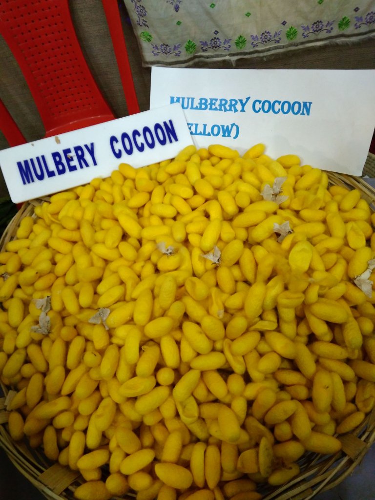 Mulberry Cocoon yellow.jpg