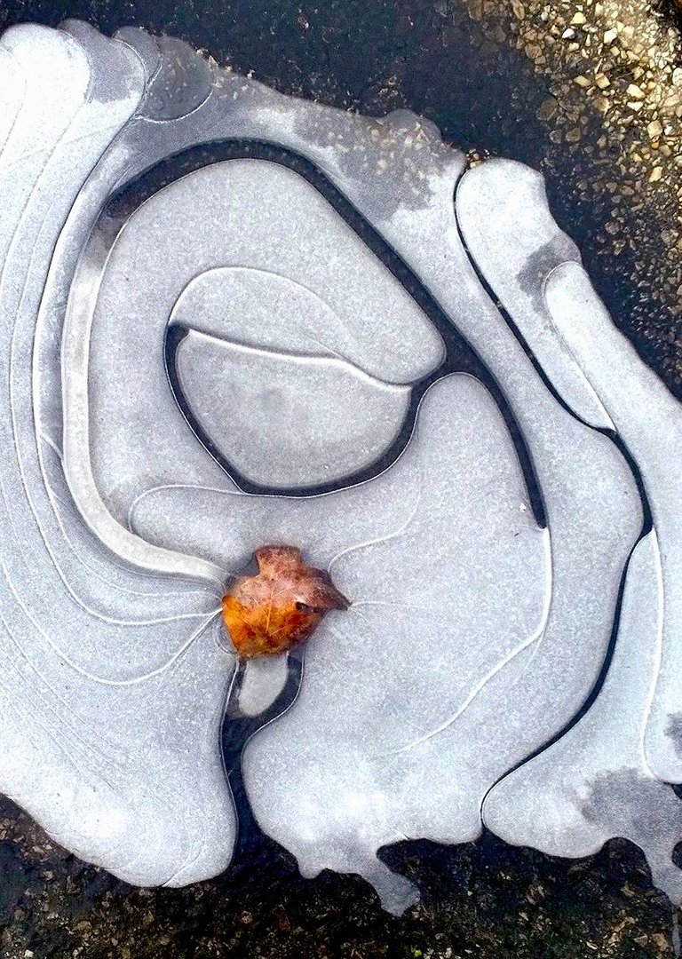 leaf on ice 2_john_edit.jpg