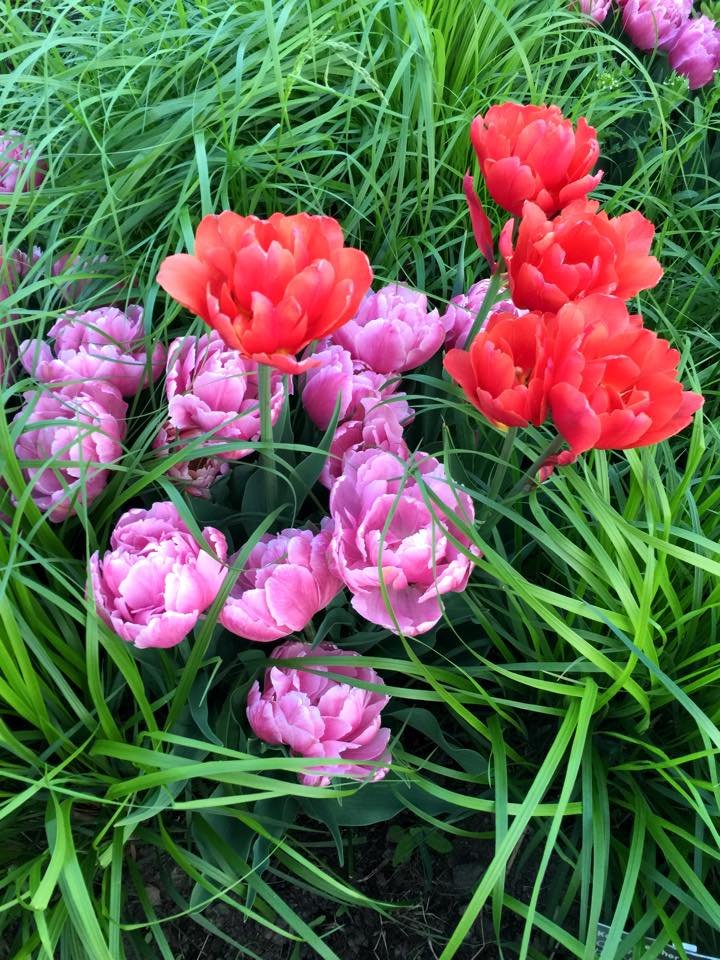 flower.jpg