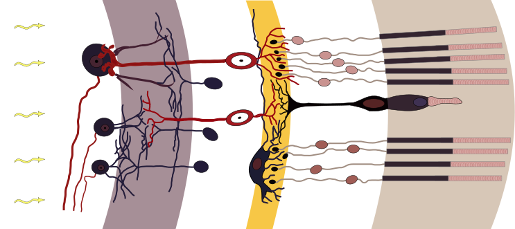 743px-Retina-diagram.svg.png