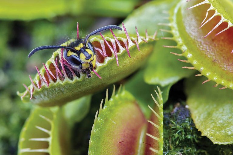 wasp-venus-fly-trap.jpg