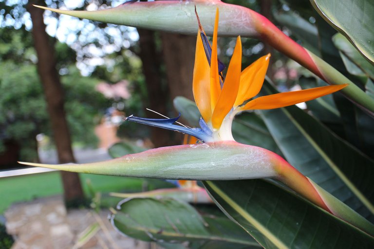 Bird-Of-Paradise.jpg