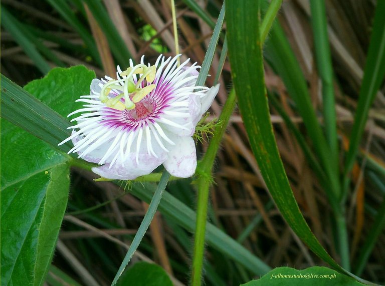 Grass Flower (View-T) Copy.jpg