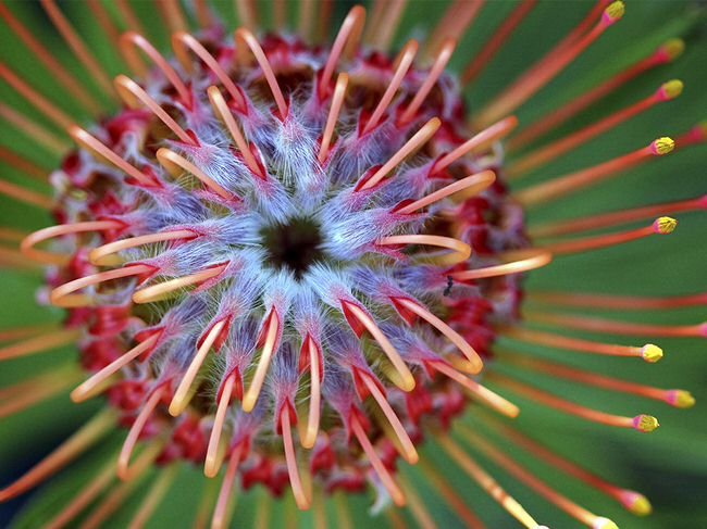 flower-macro-california_78166_990x742.jpg