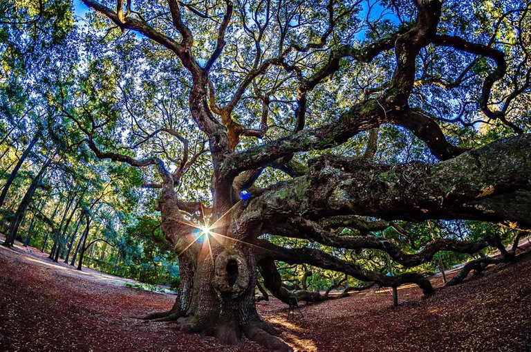 Angel Oak Tree 3.jpg