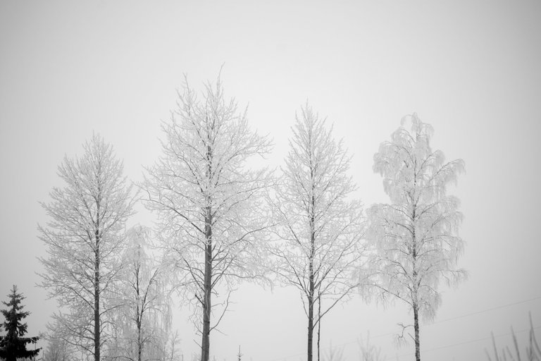 fog4.jpg
