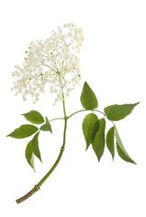 elderflower.jpg