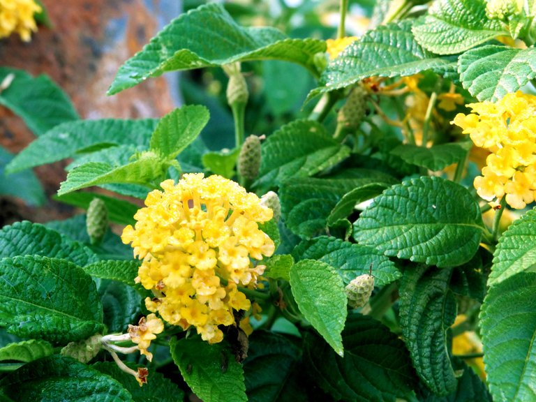 yellow flower.jpg