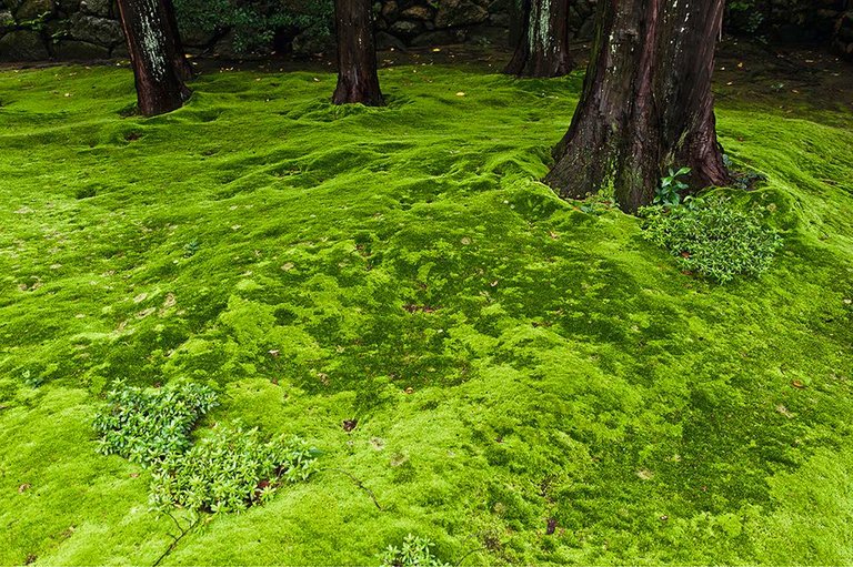 moss lawn.jpg