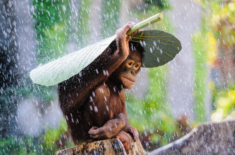 Andrew Suryono, Winner, Indonesia, National Award, 2015 Sony World Photography Awards.jpg